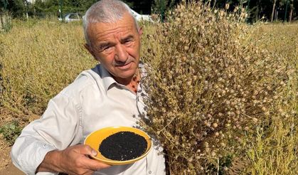 Develi'de Çörek Otu Hasadı Başladı