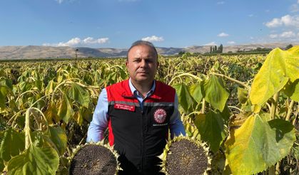 Kayseri’de Ay Çekirdeği Hasadının Yüzde 30’u Tamamlandı