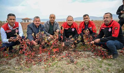 Safran Üretildi, Aronya Hasadı Yapıldı