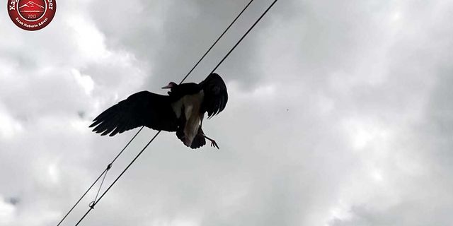 ELEKTİRİK TELLERİNE TAKILAN LEYLEK KURTARILDI