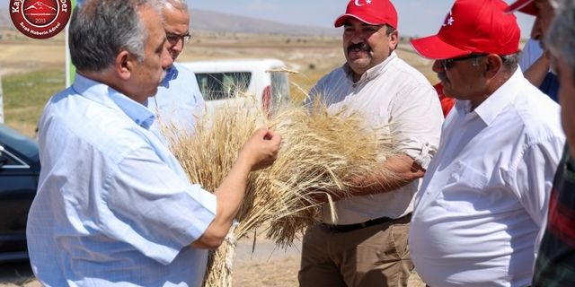 Talas’ta Siyez Buğdayı Hasadı Başladı