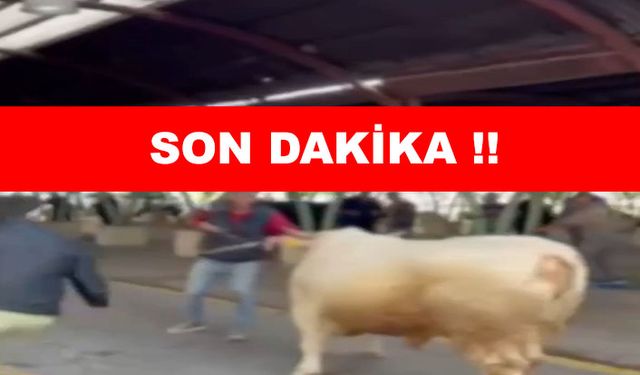 Kesime giden kurbanlardan bazıları kaçtı
