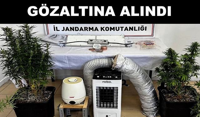 Evinde kenevir yetiştiren şüpheli