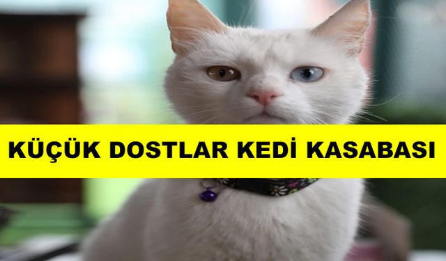 8 Ağustos Dünya Kediler Günü