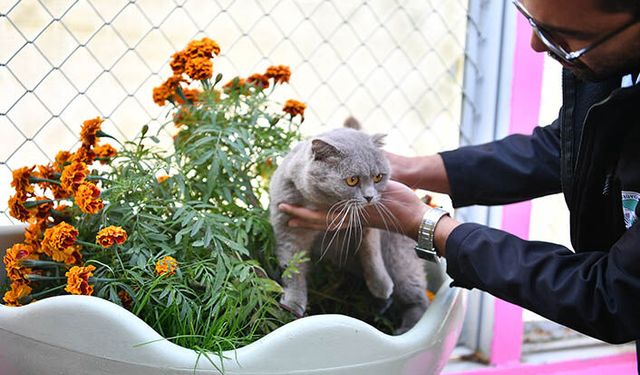 Büyükşehir'den Patili Dostlara Yaşam Desteği