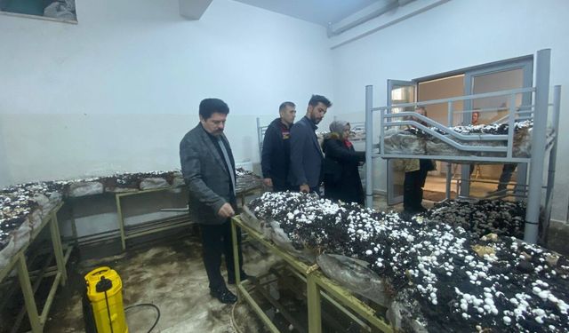 Sarız’da öğrenciler mantar yetiştiriyor