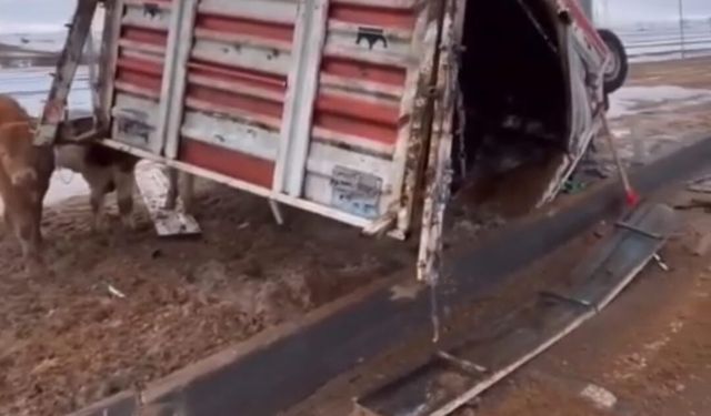 Büyükbaş hayvan taşıyan kamyonet devrildi; hayvanlar yola savruldu