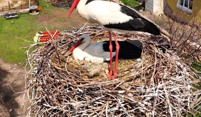 Sarıoğlan’da Leylekler Yuvalarına Döndü