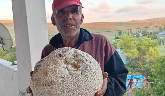 Sarız'da Dev Mantarlar Görenleri Şaşırttı