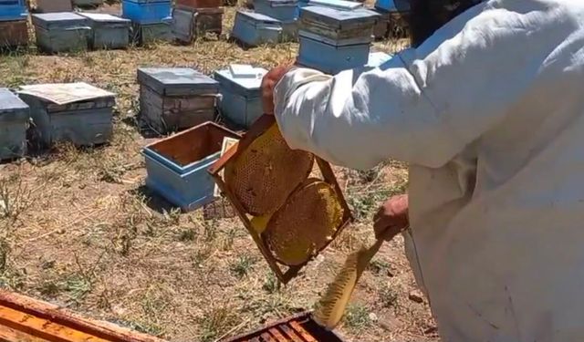 Bünyan'da Bal Hasadı Başladı