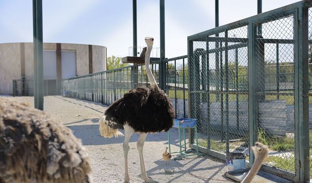Büyükşehir Hayvanat Bahçesi’nde Deve Kuşlarında 10 Yıl Sonra Doğal Üreme Başarısı