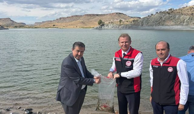Akköy Barajı’na Yavru Sazan Balıkları Bırakıldı