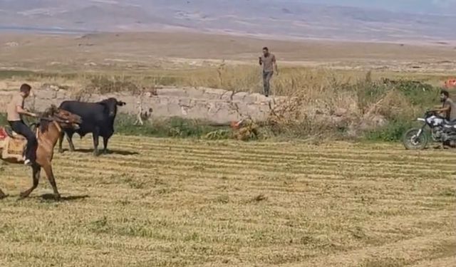 Arazide Saatlerce Kaçan Hayvan Güçlükle Yakalandı