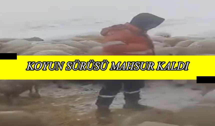 Koyun sürüsü Yuvalı Mahallesi yakınlarında mahsur kaldı