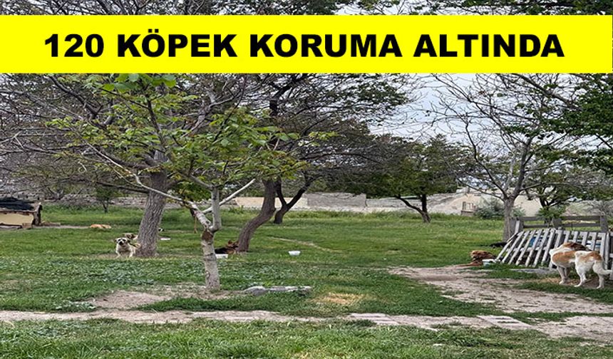 Sokak hayvanlarına umut projesi