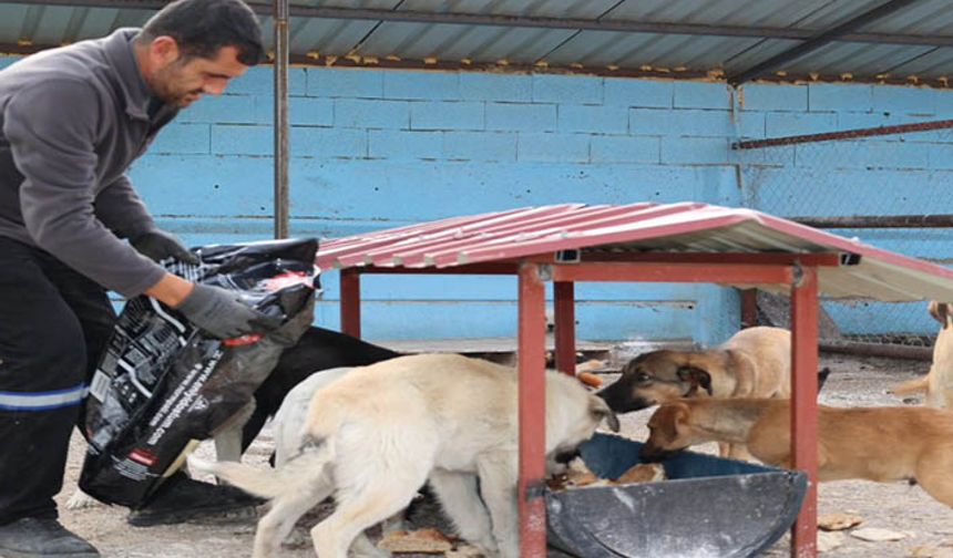 Bünyan’da “Sokak Hayvanları Doğal Yaşam Alanı” hizmete açıldı
