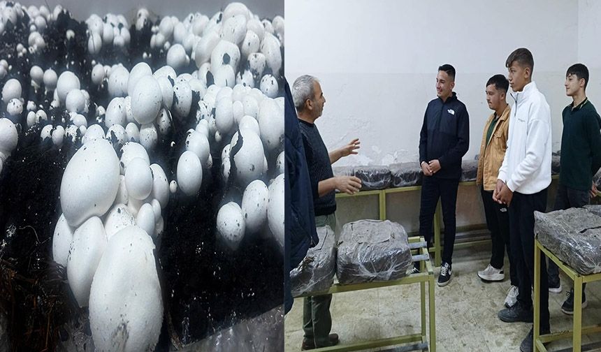 Sarız’da öğrenciler mantar üretti
