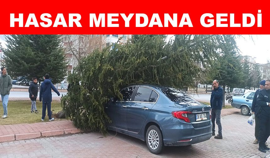 Şiddetli rüzgarın devirdiği ağaç otomobilin üzerine düştü