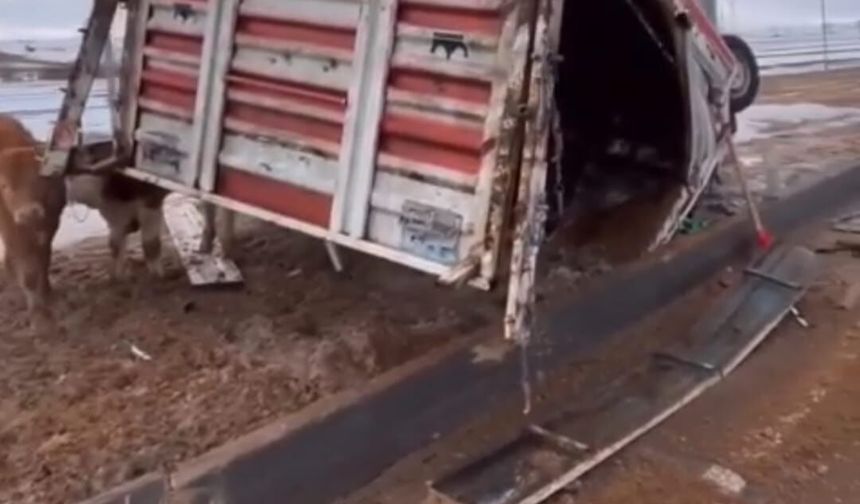 Büyükbaş hayvan taşıyan kamyonet devrildi; hayvanlar yola savruldu