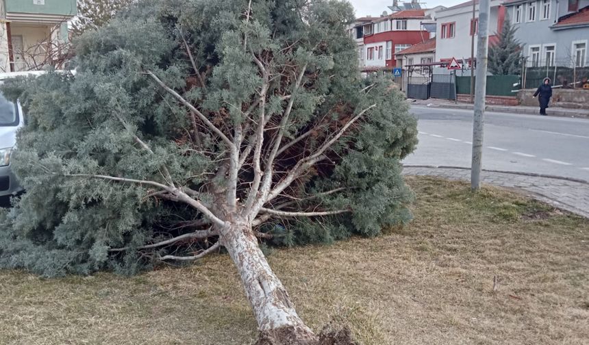 Kayseri’de şiddetli rüzgar ağacı kökünden söktü