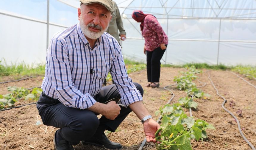 Kocasinan’da Şehir Merkezinde 60 Bin Fideli Tarımsal Üretim Dikkat Çekiyor