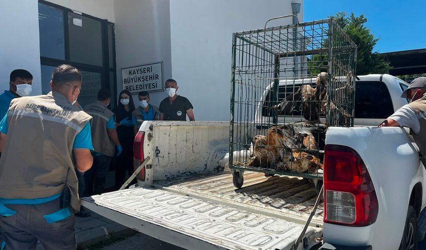 Rehabilitasyonunu Tamamlanan 35 Yaban Kuşunu Yeniden Doğayla Buluşturdu