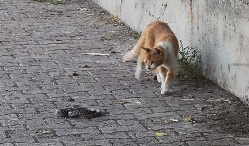Kedi İle Yılanın Kavgası Kamerada