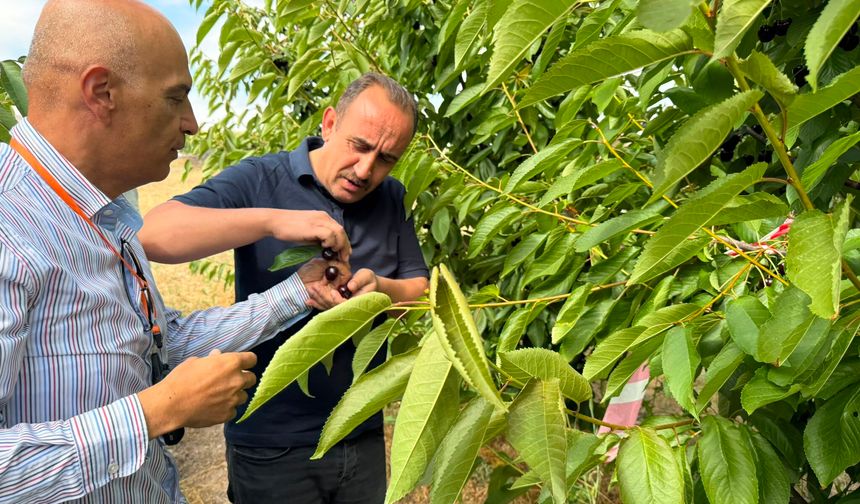 İncesu’nun Kirazları Avrupa’ya İhraç Ediliyor