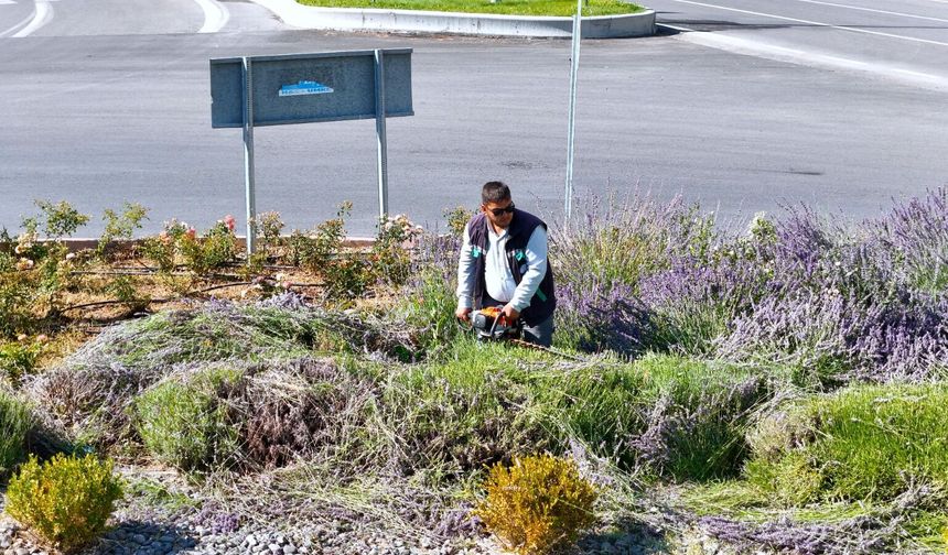 Kayseri Büyükşehir’de Lavanta Hasadı Başladı: Mor Güzellikten Ekonomiye