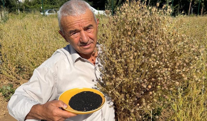 Develi'de Çörek Otu Hasadı Başladı
