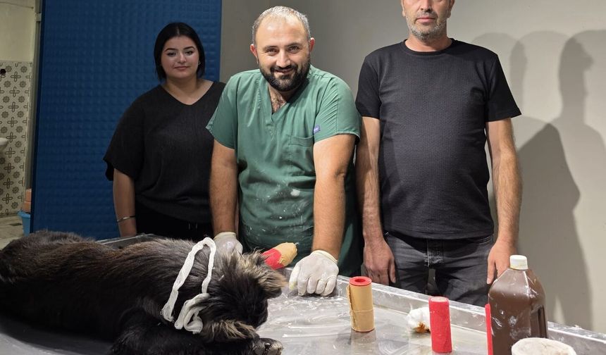 Otomobiliyle Çarptığı Köpeğin Tedavisini Üstlendi