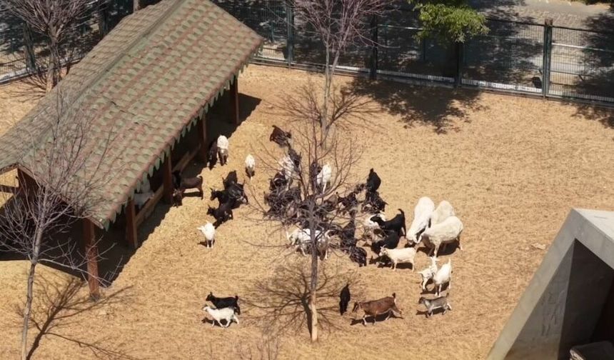 Kayseri Hayvanat Bahçesi’ne 59 Yeni Üye